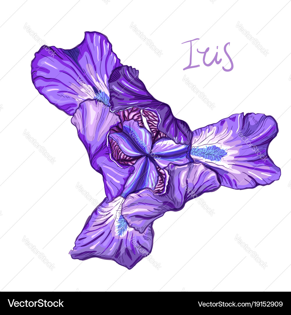 Violet iris flower Royalty Free Vector Image - VectorStock