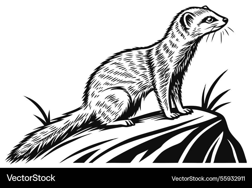 A black art style mongoose with alert pose Vector Image
