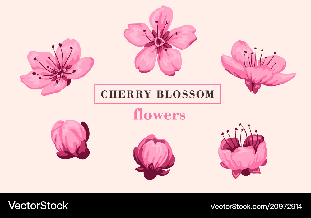 Sakura flower set Sakura flower set vector image