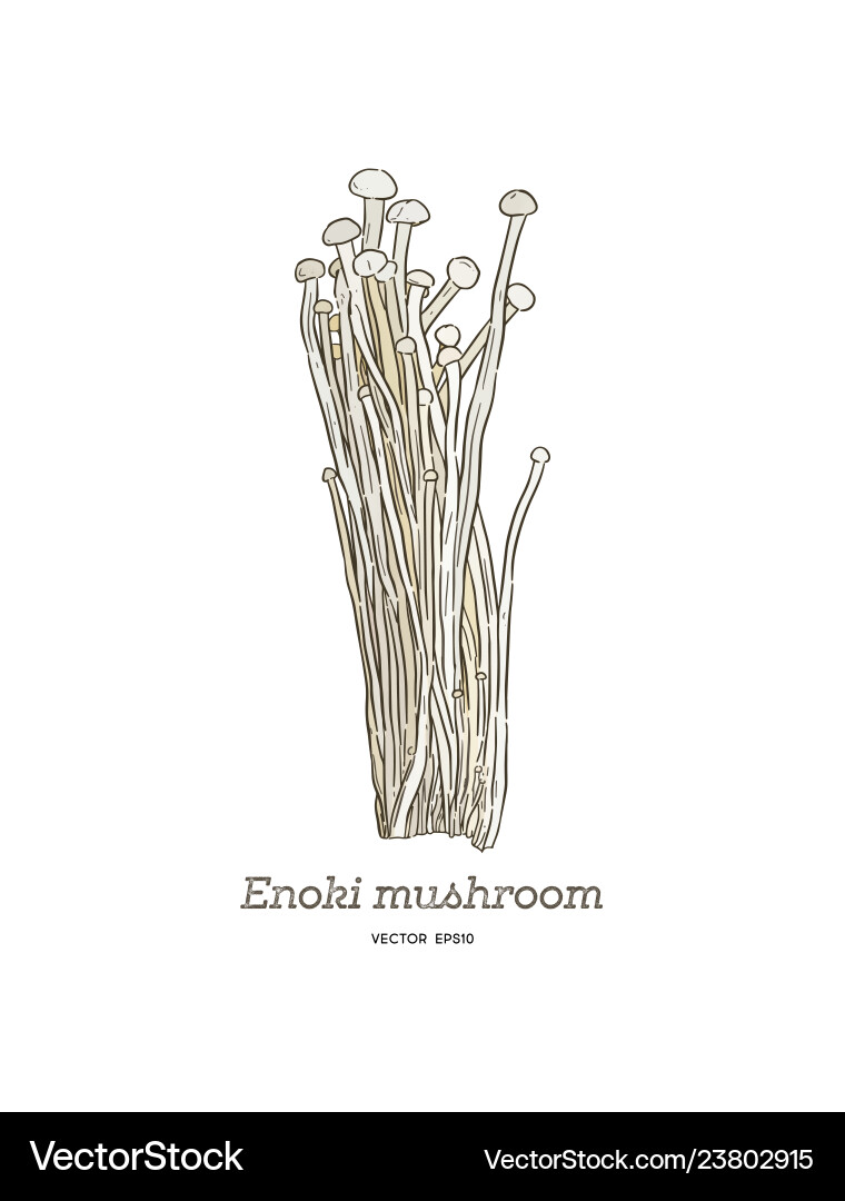 Edible enoki mushrooms enokitake cartoon Edible enoki mushrooms enokitake cartoon vector image