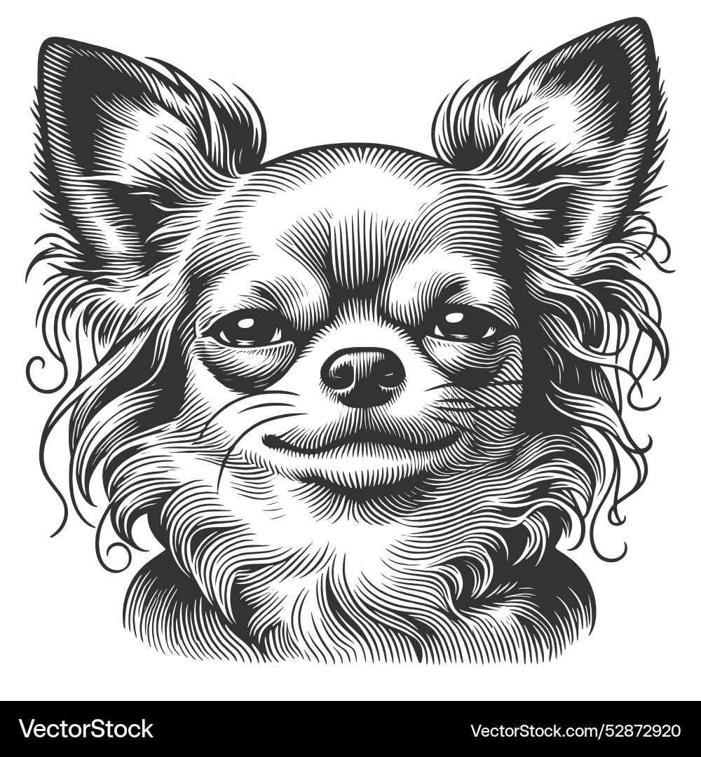 Chihuahua with calm expression Vector Image
