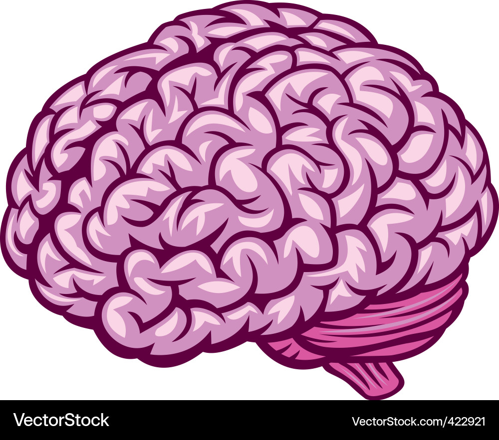 Brain Royalty Free Vector Image - VectorStock