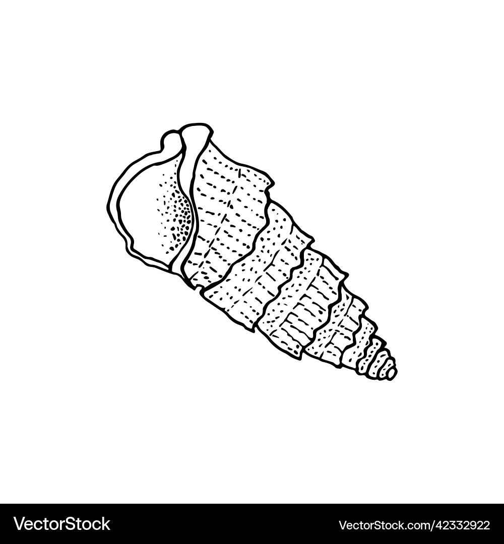 Hand-drawn seashell spiral with a texture of many Hand-drawn seashell spiral with a texture of many vector image