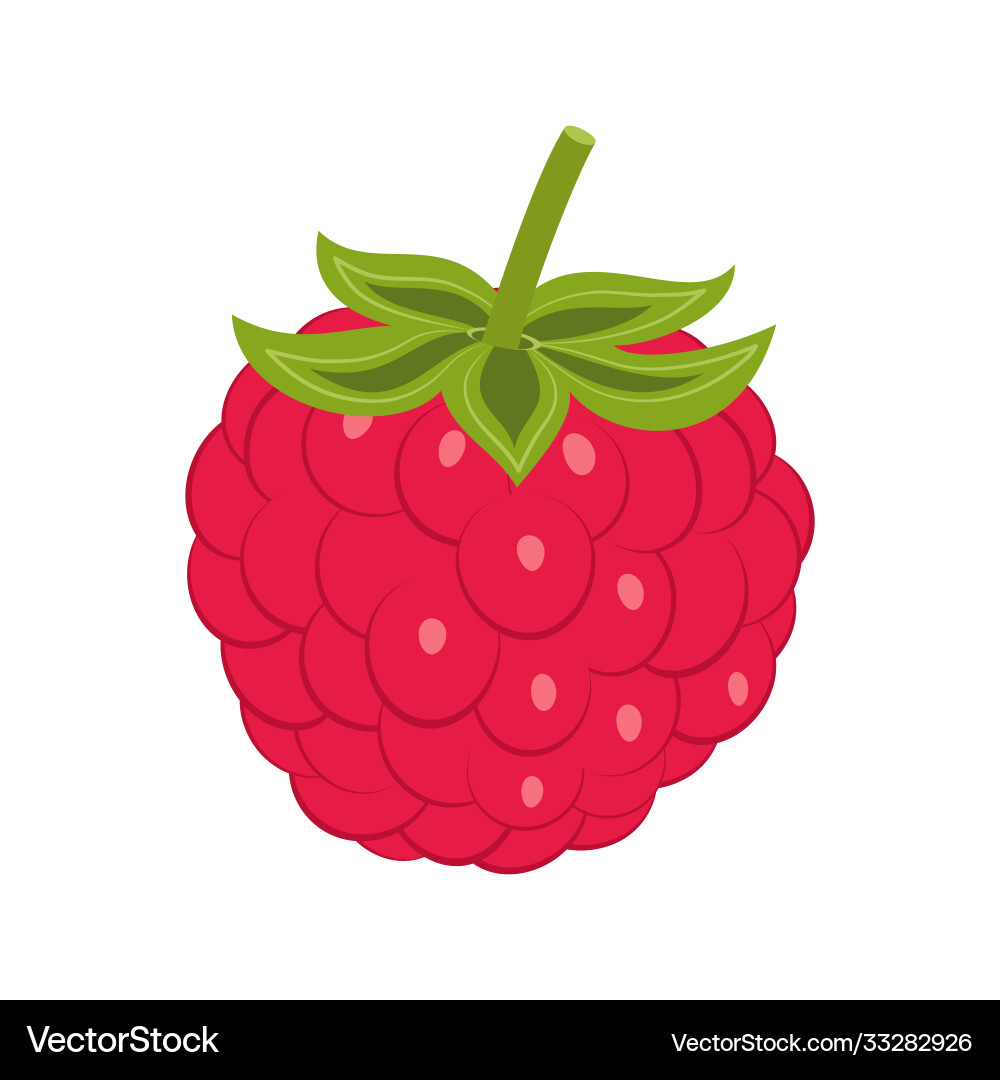 Red Raspberry Isolated on White Vector Image
