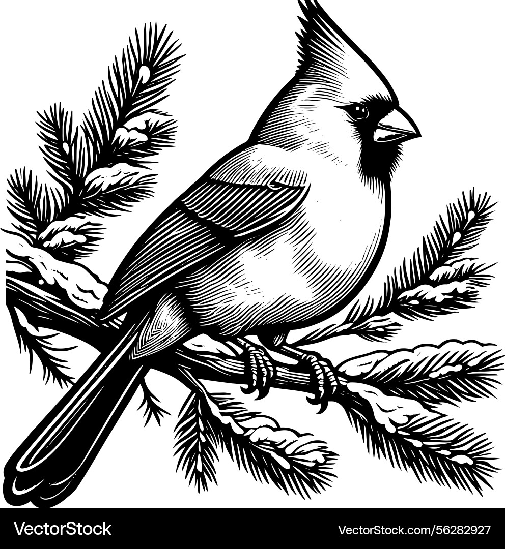 Line art of a northern cardinal bird perche Line art of a northern cardinal bird perche vector image