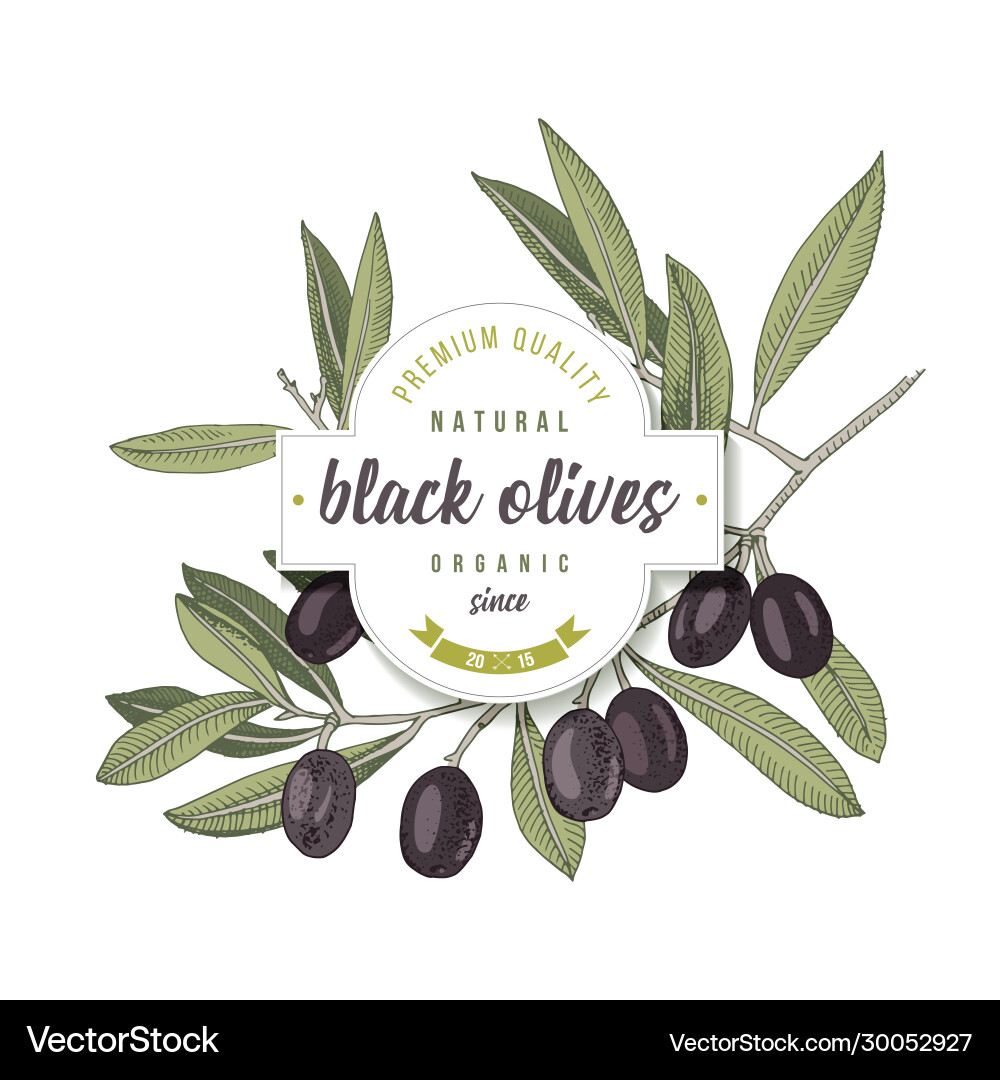 Schwarze Oliven Etikett Design über handgezogene Oliven Schwarze Oliven Etikett Design über handgezogene Oliven vektorbild