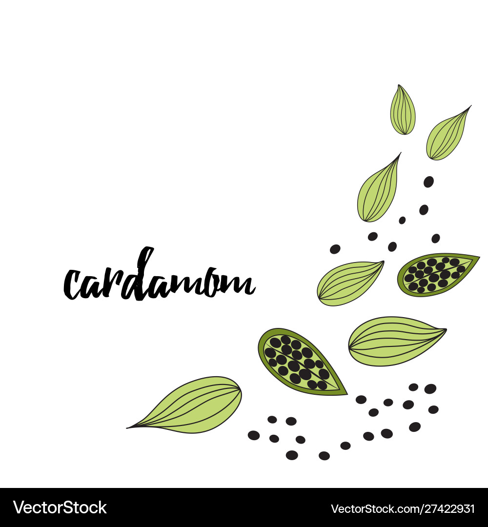 Cardamom spice hand drawn style Cardamom spice hand drawn style vector image