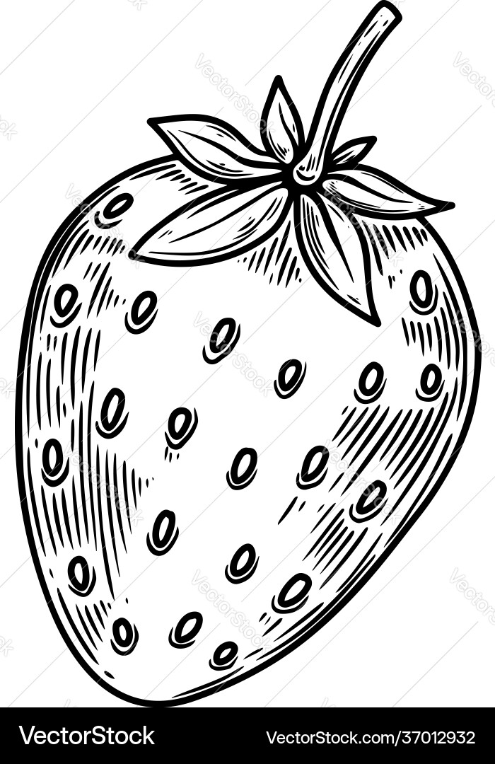 Strawberry in engraving style design element Strawberry in engraving style design element vector image