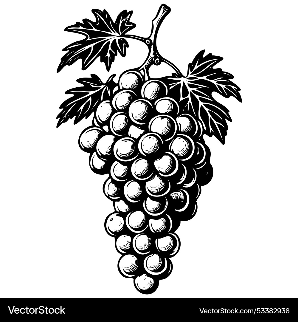 Sketches uva tosca grape monochrome outline Sketches uva tosca grape monochrome outline vector image