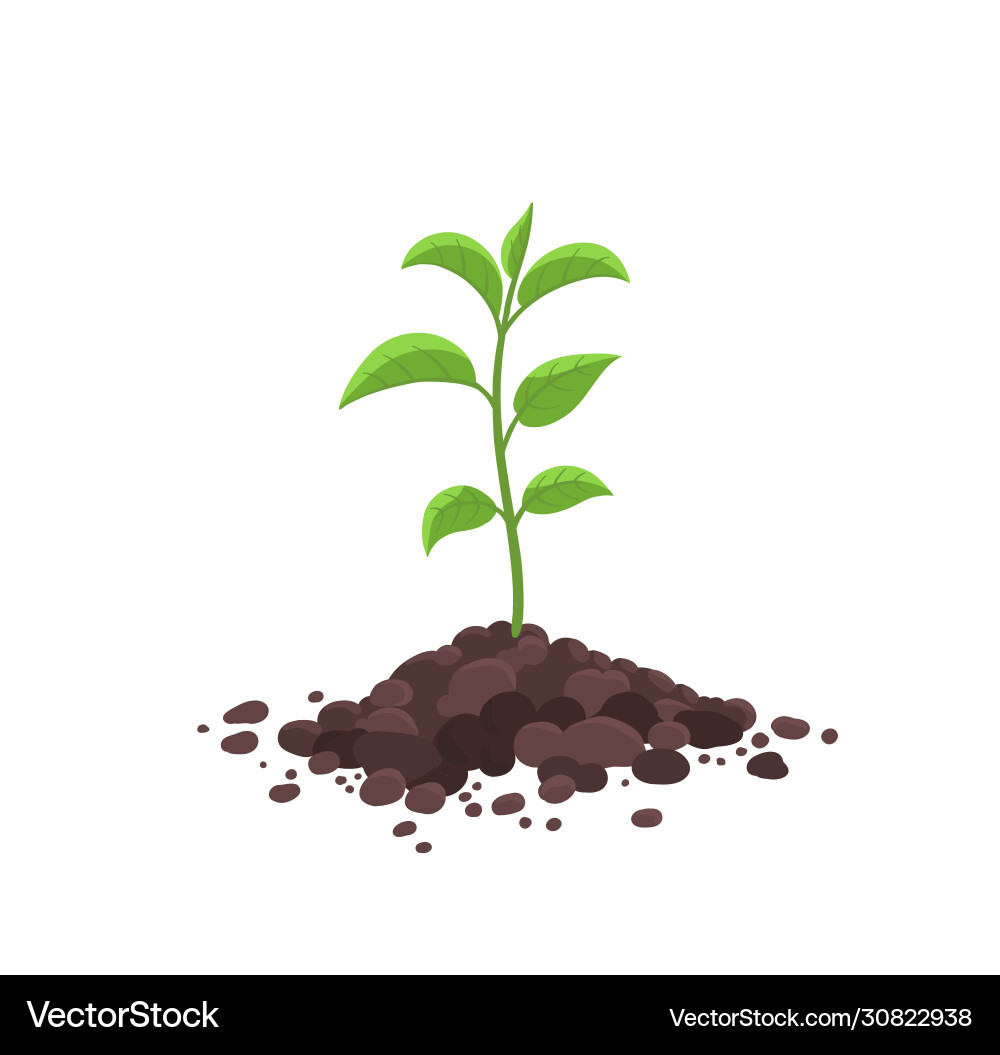 Plant Growth Process Set Diagram Dripping Guanyin Seeds Sprout And Grow  Green Leaves PNG Images | PNG Free Download - Pikbest, image size:1000x1055