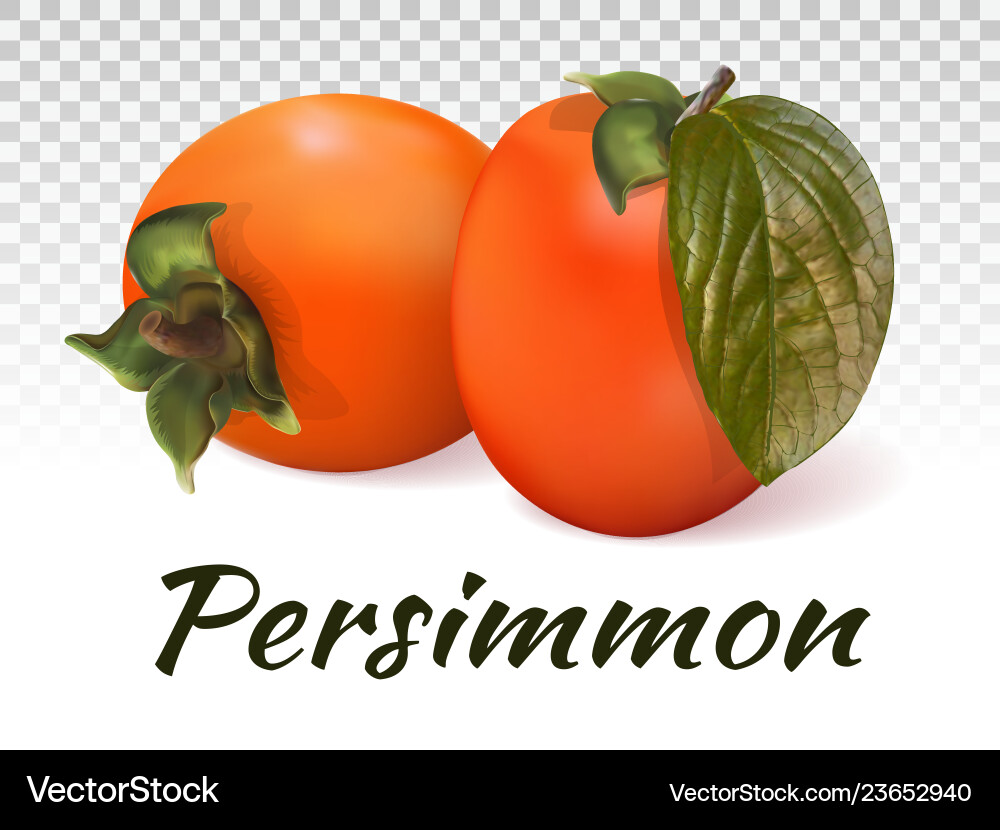 Two persimmon fruits Two persimmon fruits vector image
