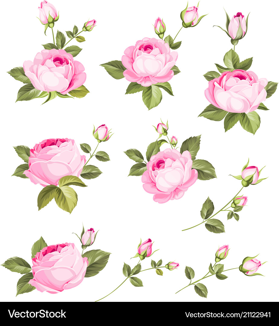 Elegant Rose Flowers Set Vector Image