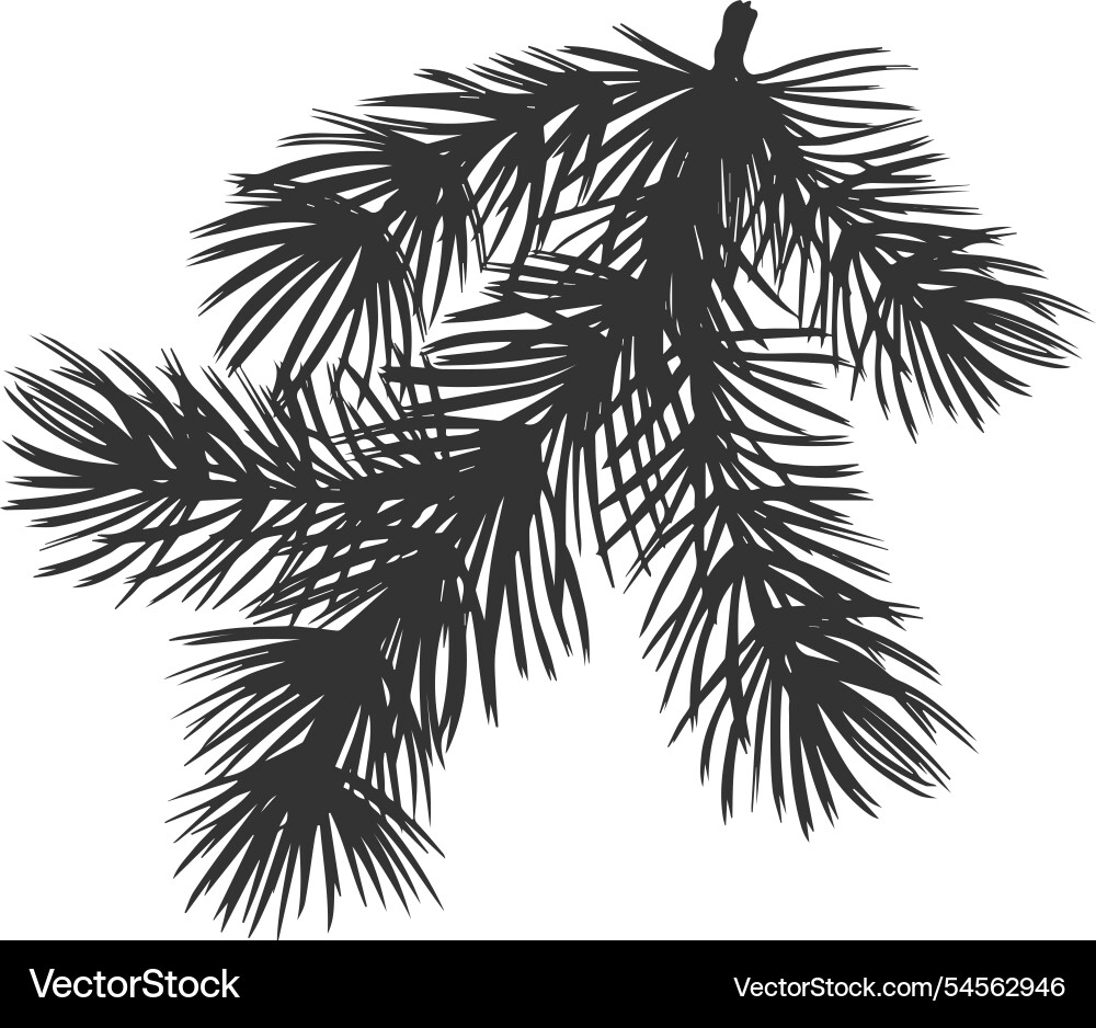 Spruce twig with needles pine tree branch Spruce twig with needles pine tree branch vector image