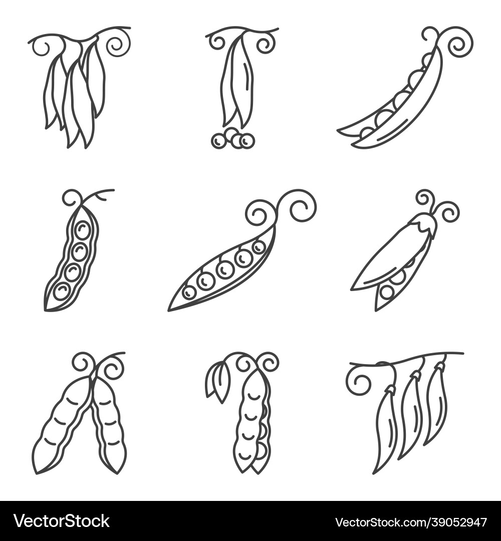 Peas icons set a simple line drawing of different Peas icons set a simple line drawing of different vector image
