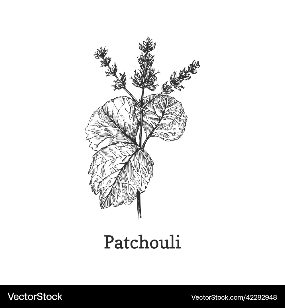 Patchouli branch sketch in design element Vector Image