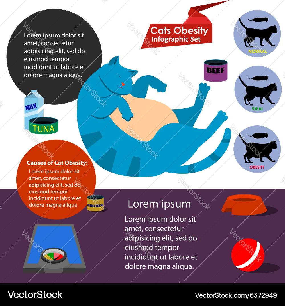 Cat obesity Vector Image