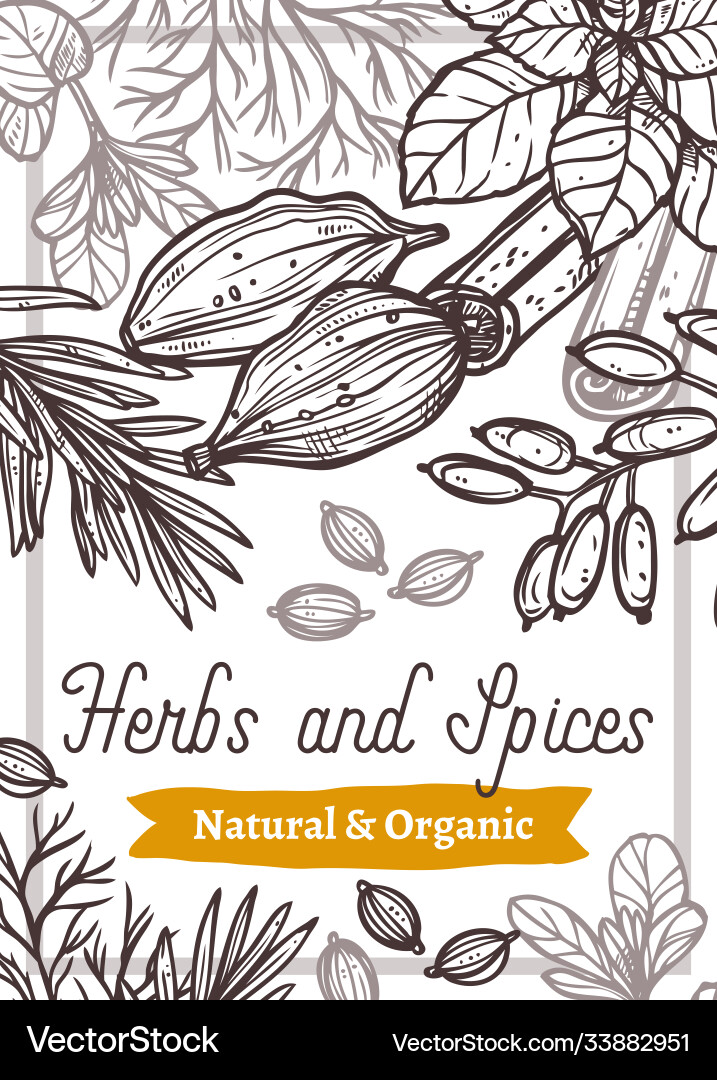 Aroma spices and herbs hand drawn web banner Aroma spices and herbs hand drawn web banner vector image