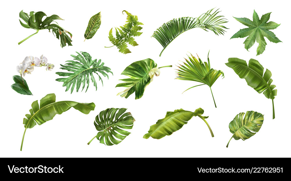 Tropical Leaf and Flower Collection Vector Image