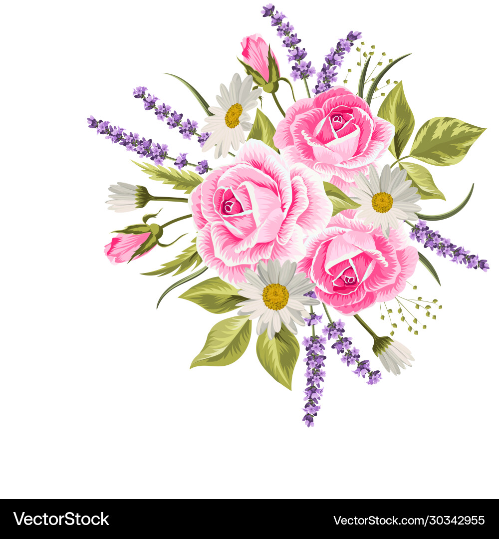 Beautiful pink roses and lavender flowers on white vector image