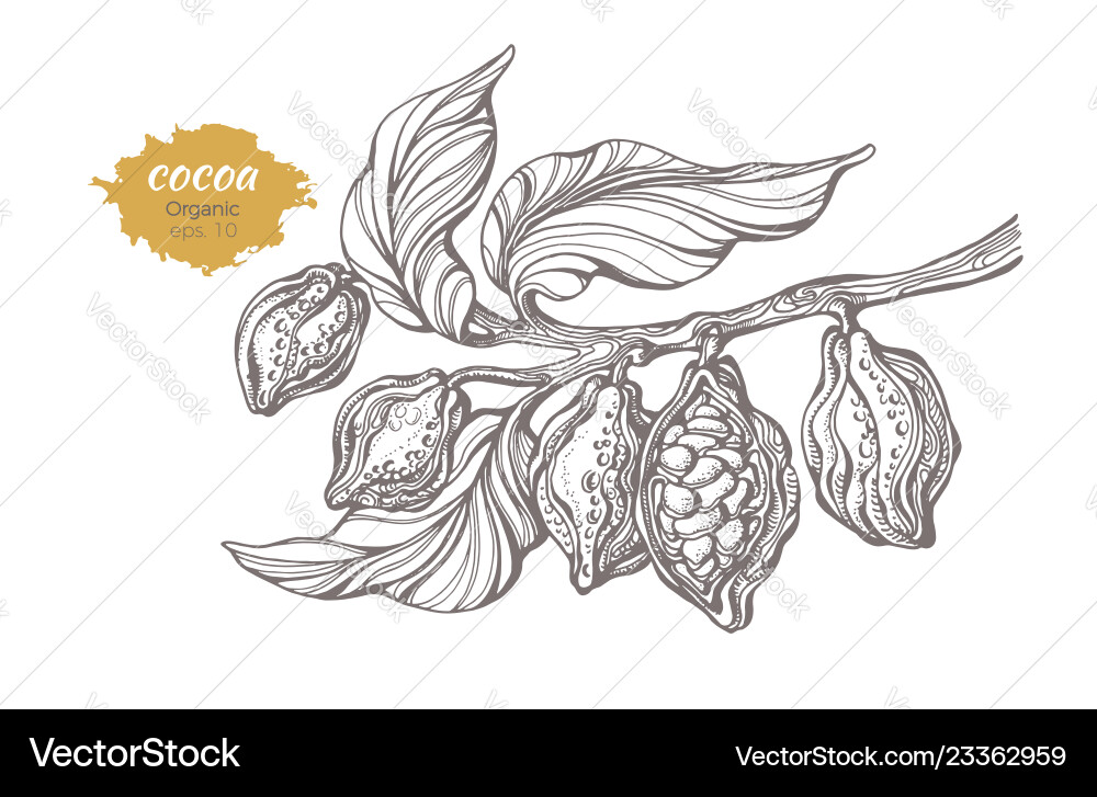 Cocoa Branch with Beans vector image