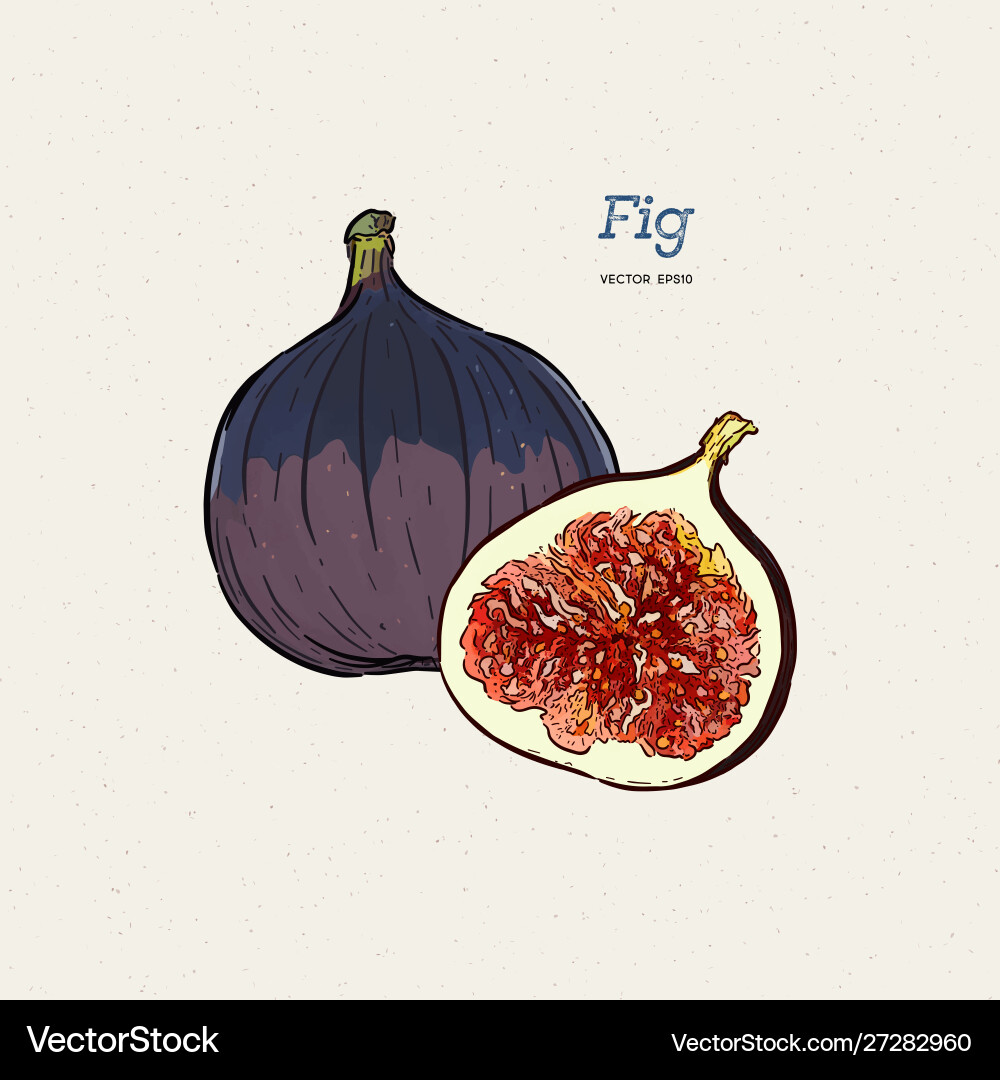 Fig Drawing