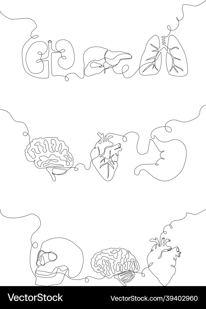 Human internal organs one line set art continuous Vector Image