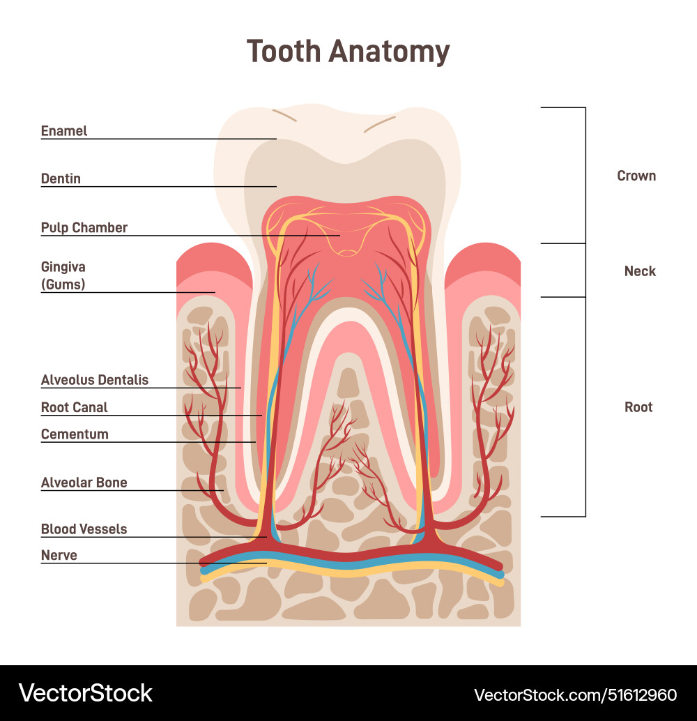 Human tooth structure cross section scheme Vector Image