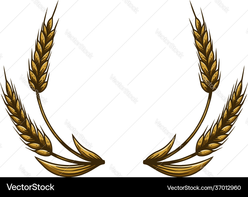 Wheat spikelet in engraving style design element vector image