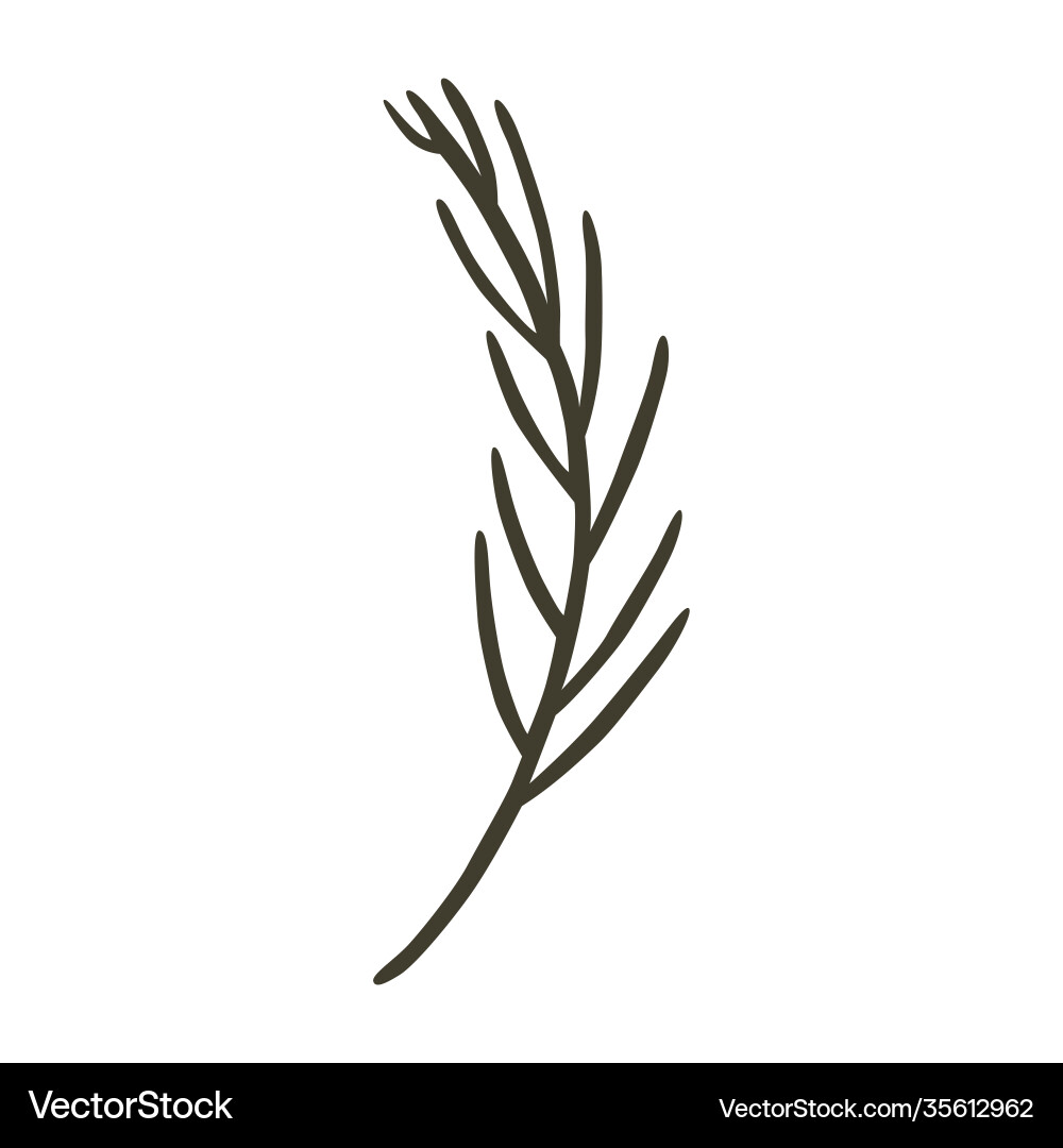 Coniferous twig in hand draw Vector Image