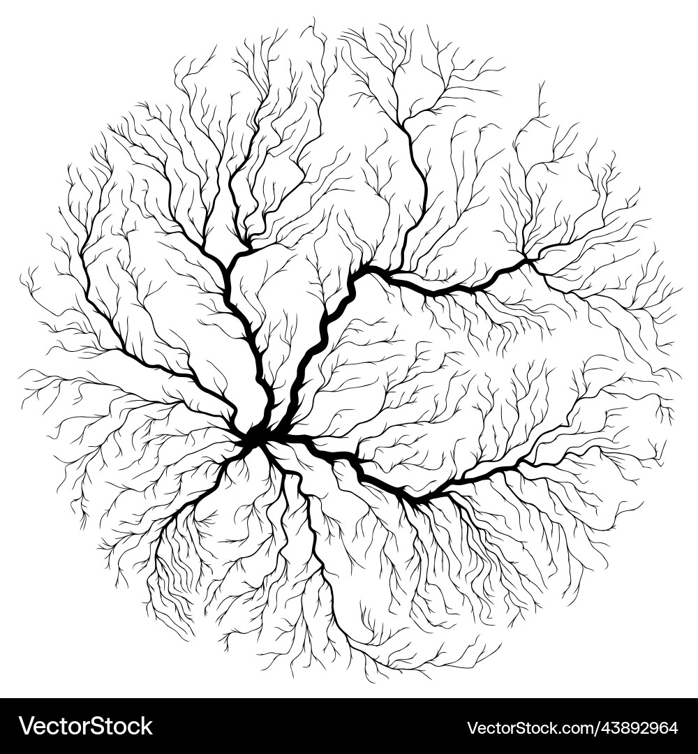Abstract circle shape of tree roots Abstract circle shape of tree roots vector image