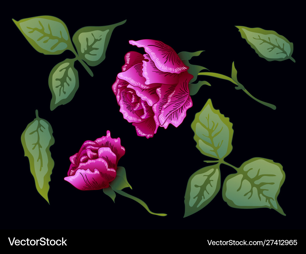 Purple rose floral botanical flower Purple rose floral botanical flower Vector Image