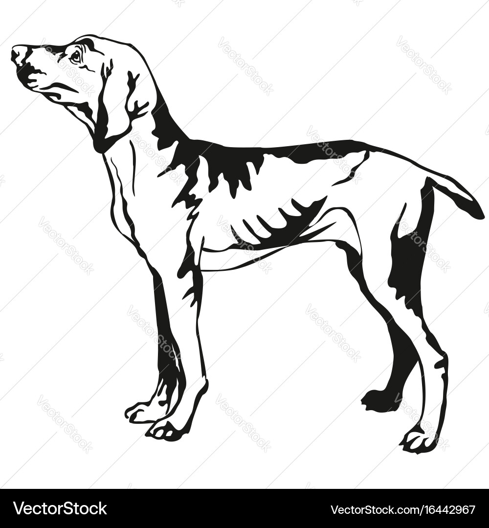 Decorative standing portrait of hungarian pointer vector image