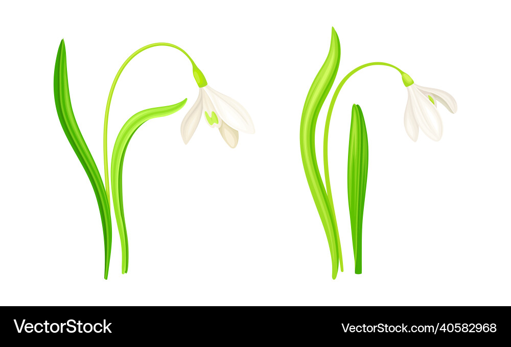 Spring white snowdrops set beautiful fragile Vector Image