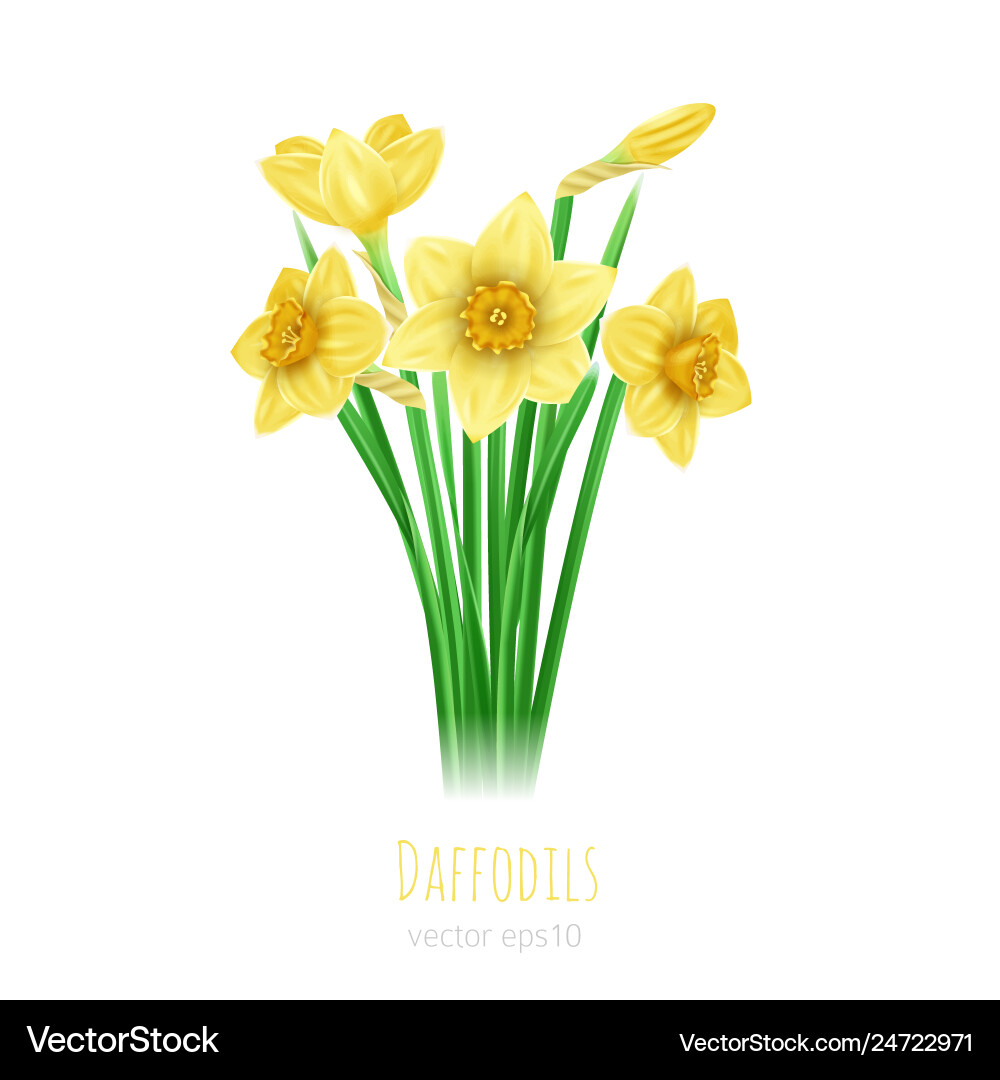 Fünf Daffodils mit Blättern Fünf Daffodils mit Blättern vektorbild