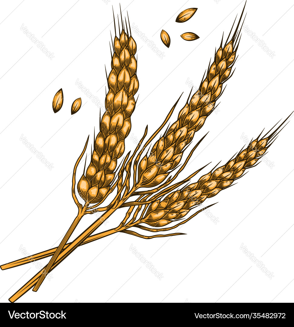 Wheat spikelets in engraving style design element Wheat spikelets in engraving style design element Vector Image