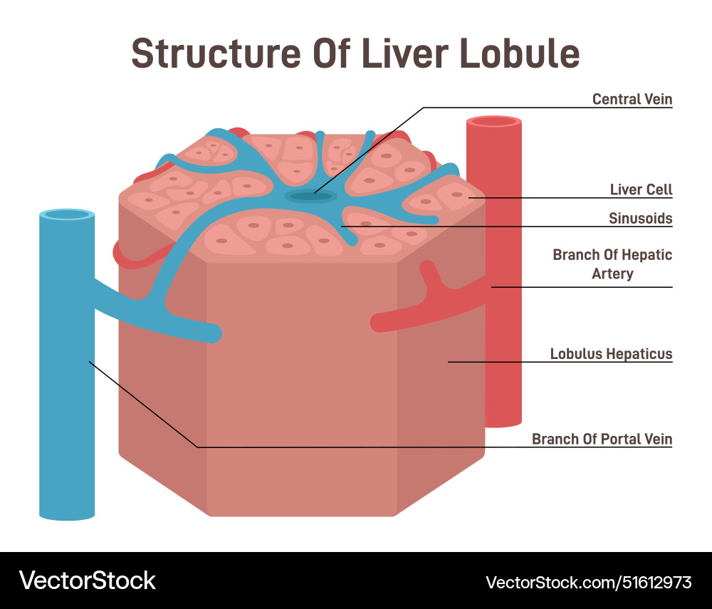 Liver lobule structure hexagonal shaped part Liver lobule structure hexagonal shaped part Vector Image
