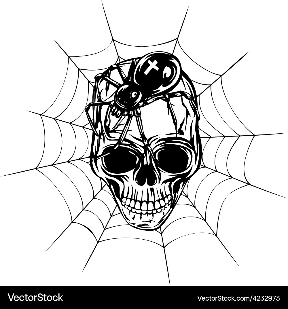 Skull with Spider and Web vector image