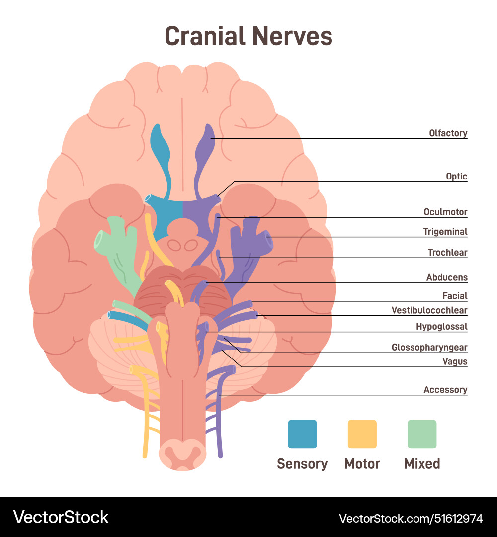 Cranial nerves human brain sections and its Vector Image