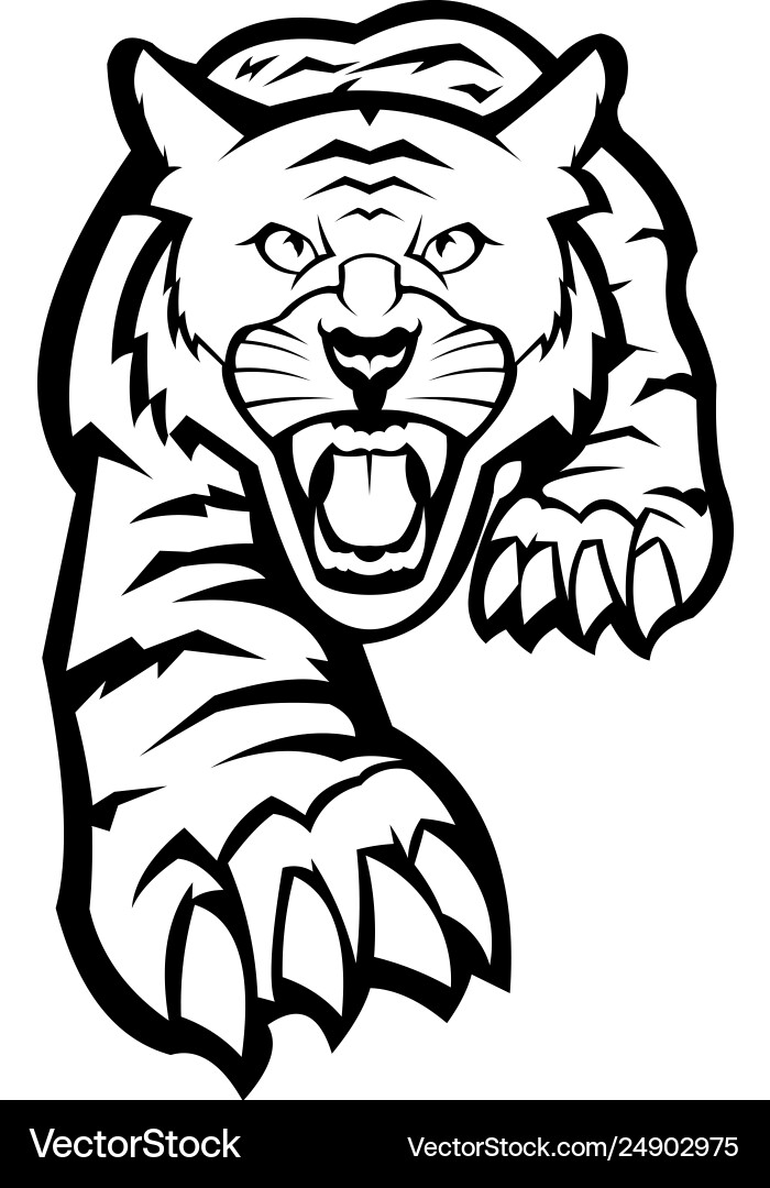 A tiger angry Vector Image