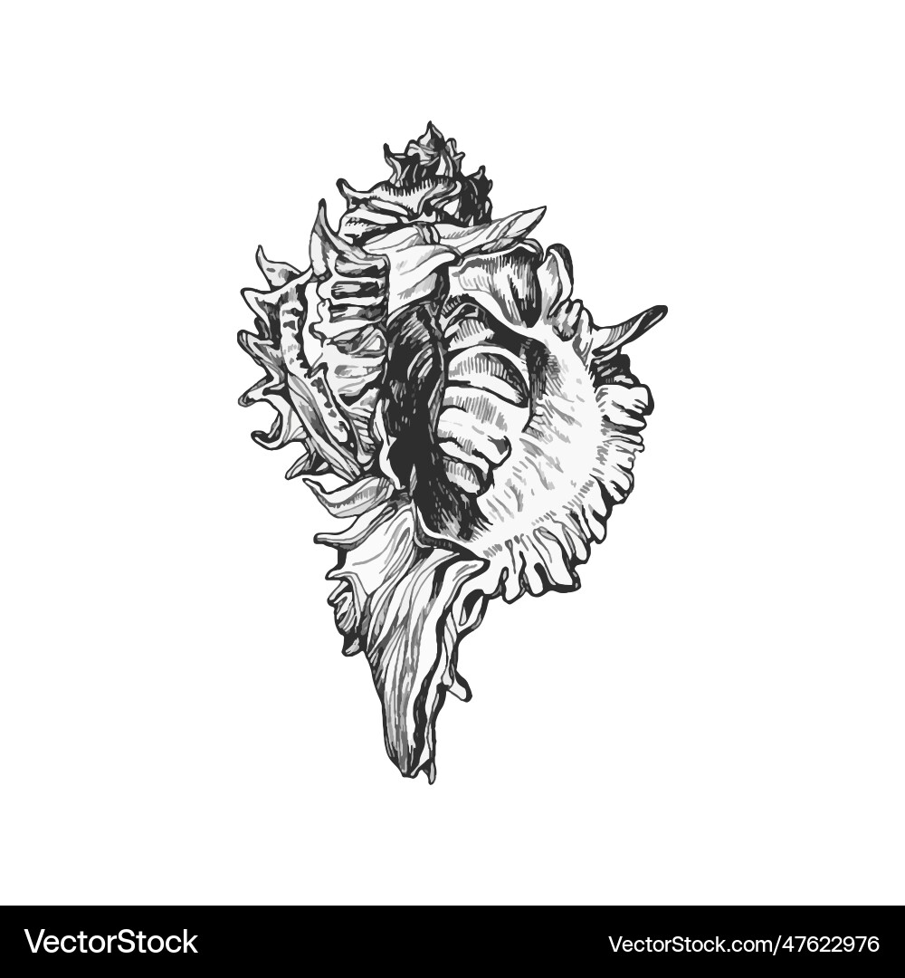 Detailed Seashell Sketch vector image