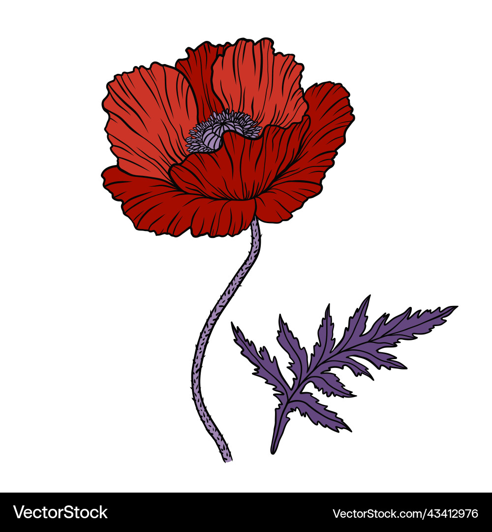 Red poppy flower papaver stem and leaf elements Red poppy flower papaver stem and leaf elements vector image