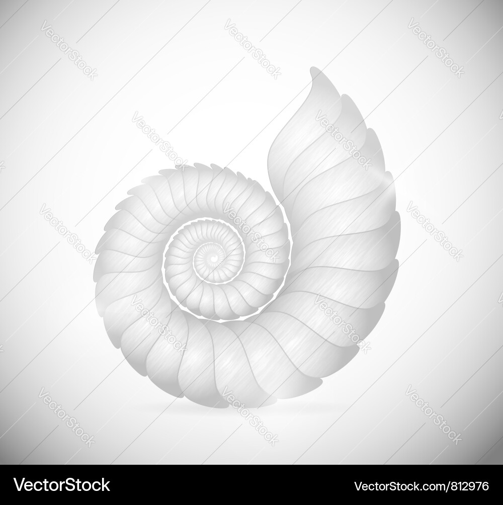 Spiral Seashell Vector Image