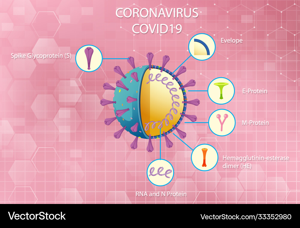 Diagram corona virus particle structure Diagram corona virus particle structure Vector Image