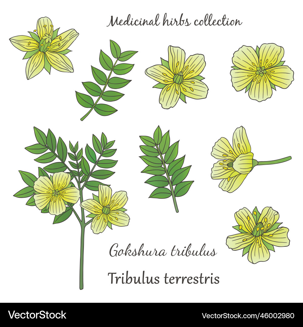 Grafik mit gokshura tribulus Grafik mit gokshura tribulus vektorbild