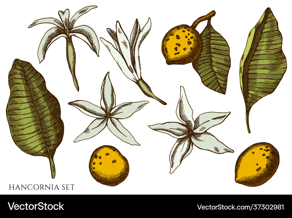 Set hand drawn colored hancornia Set hand drawn colored hancornia vector image