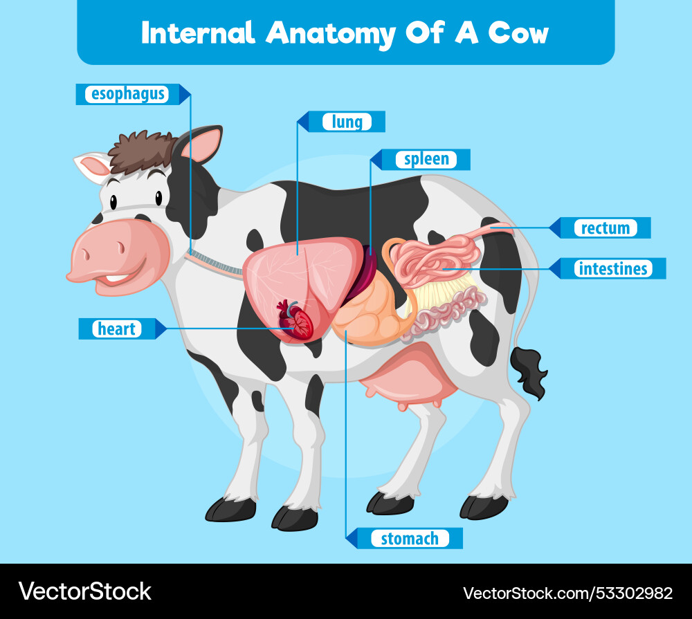 Labeled diagram of cows internal organs Vector Image