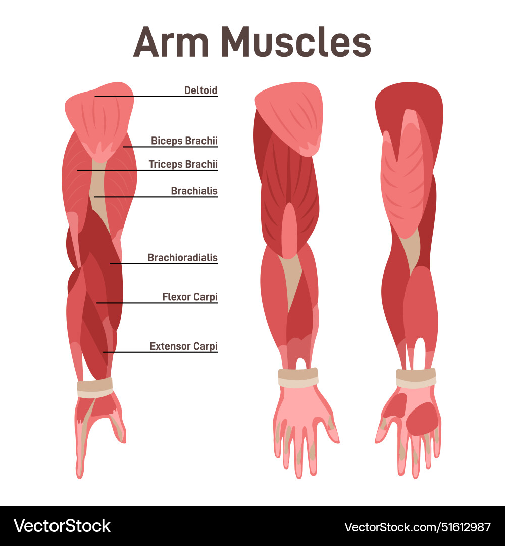 Arm muscle set didactic scheme of anatomy Vector Image Biology Diagrams
