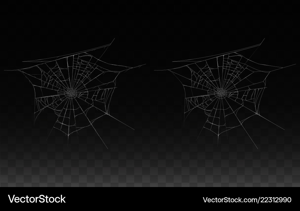 Realistic Cobweb Spider Web vector image