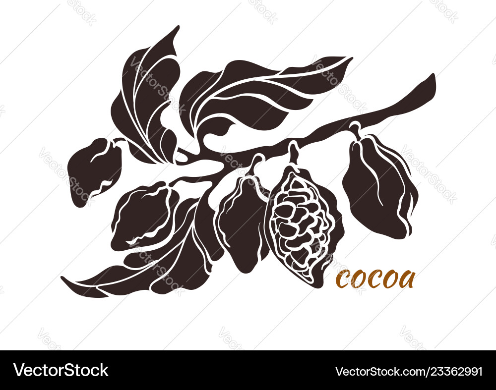Cocoa Branch with Beans vector image