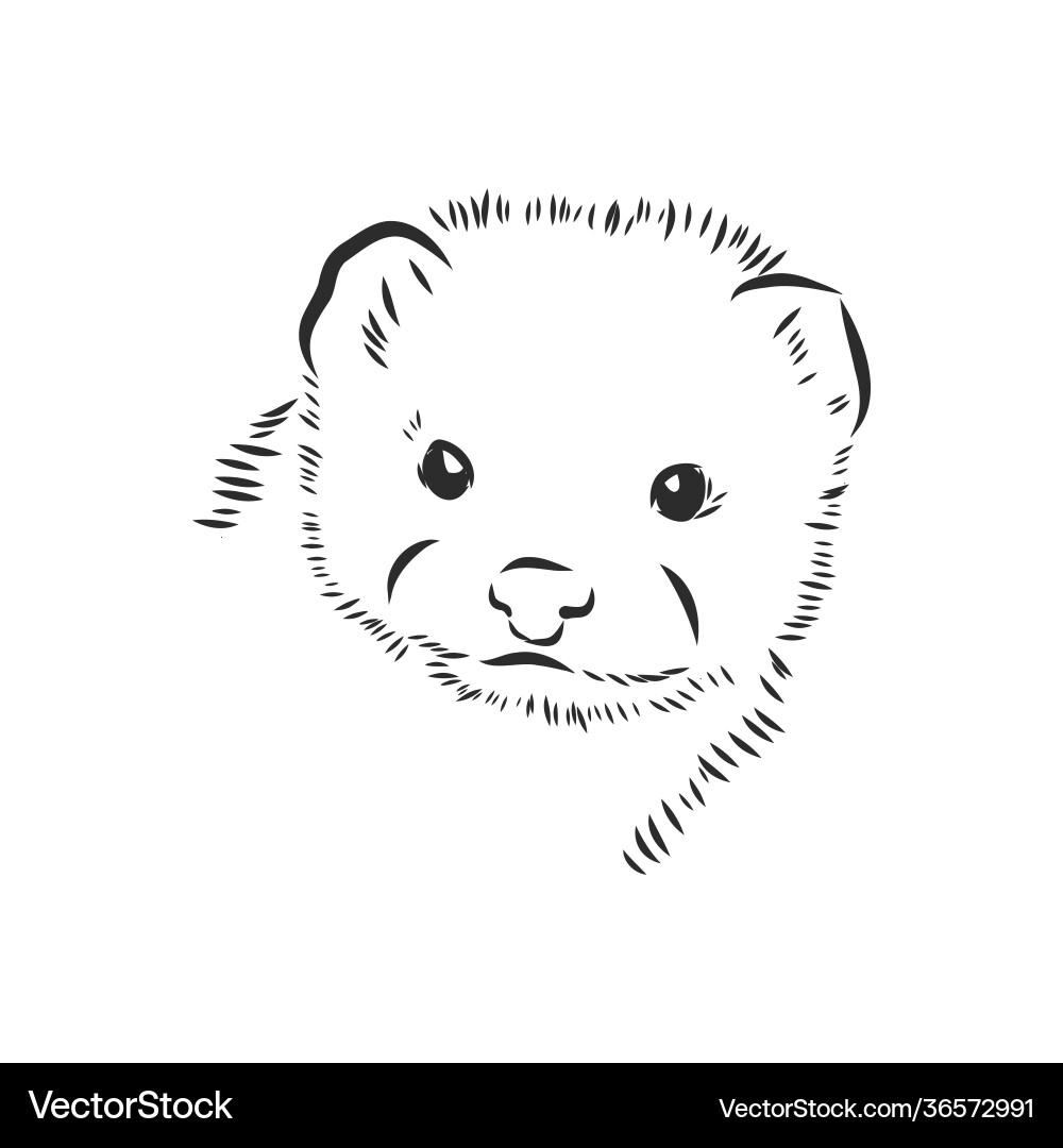 Drawing ferret isolated on white mink animal vector image